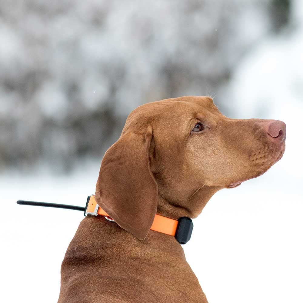 Collar GPS para perros de caza ▷ Dogtrace X30B