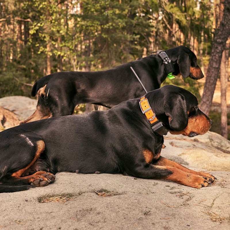 Localizador Gps Para Perros Dogtrace X20 20km De Alcance Con Función  Becada, Brújula Y Fence, Color Naranja con Ofertas en Carrefour